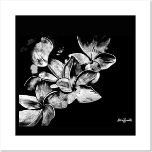 Black and WhiteFrangipanis Posters and Art